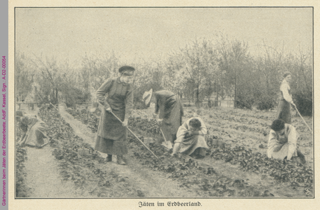 Gärtnerinnen beim Jäten der Erdbeerbeete